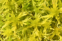 Sphagnum sp. Sphagnum sp.
